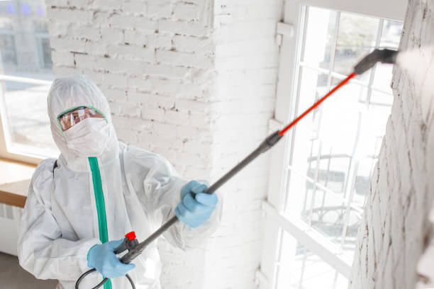 Best Emergency Mold Remediation  in Springdale, NC