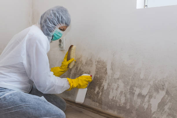 Best Environmental Consulting for Mold Prevention  in Springdale, NC