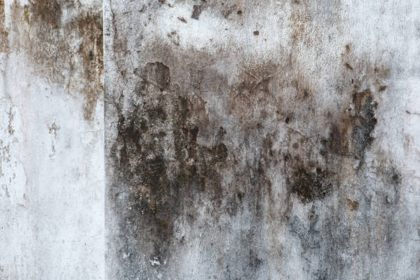 Best Real Estate Mold Inspection  in Springdale, NC