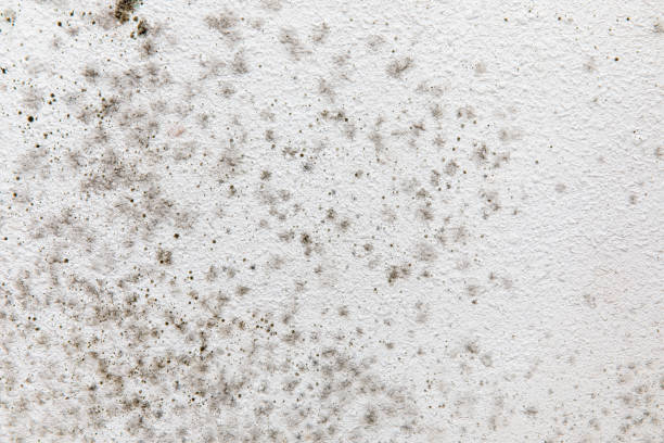 Best Mold Remediation for Vacation Homes  in Springdale, NC