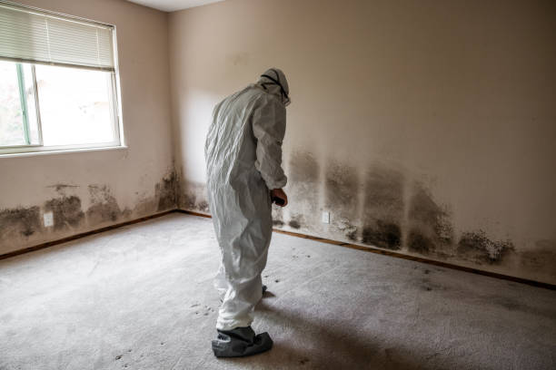 Best Basement Mold Removal  in Springdale, NC