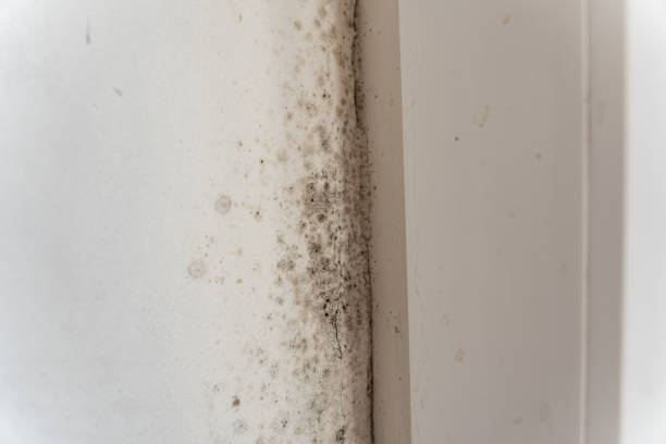Best Mold Removal for HVAC Installations  in Springdale, NC