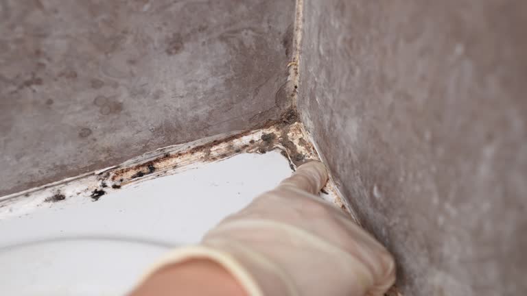 Best Residential Mold Inspection & Testing  in Springdale, NC